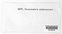 Peronospora arborescens image